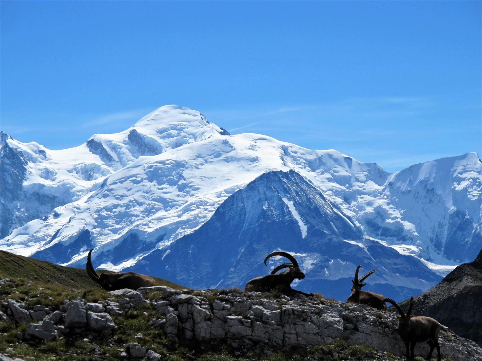 Vintage Chic -Central, Wifi, Mountain View Les Carroz d'Araches Esterno foto